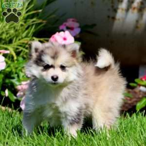 Precious, Pomsky Puppy