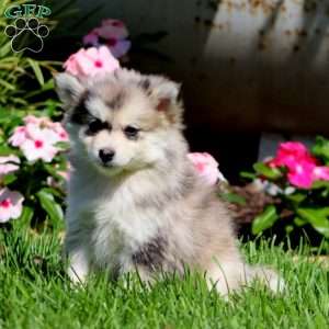 Precious, Pomsky Puppy
