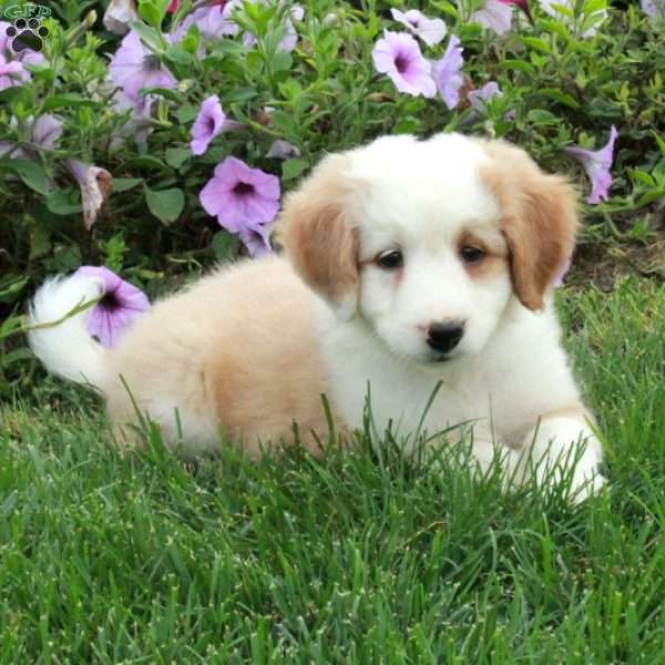 Presley, Mini Bernedoodle Puppy