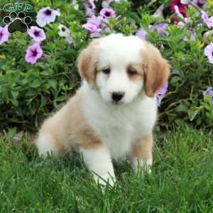 Presley, Mini Bernedoodle Puppy