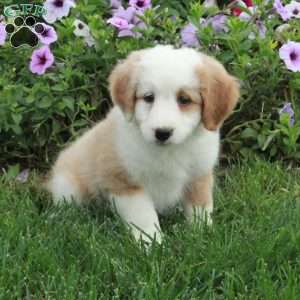 Presley, Mini Bernedoodle Puppy