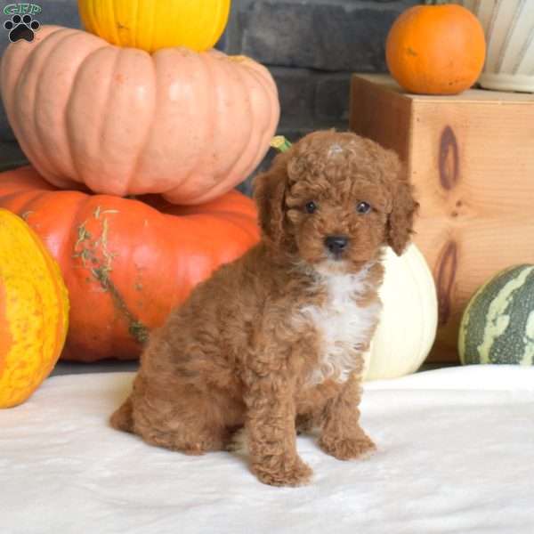 Pretzel, Toy Poodle Puppy