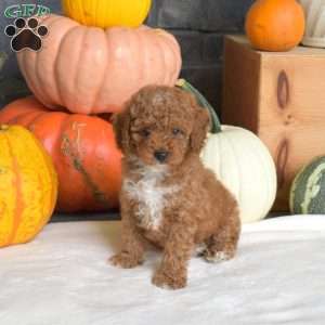 Pretzel, Toy Poodle Puppy