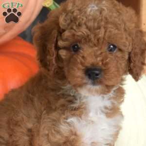 Pretzel, Toy Poodle Puppy