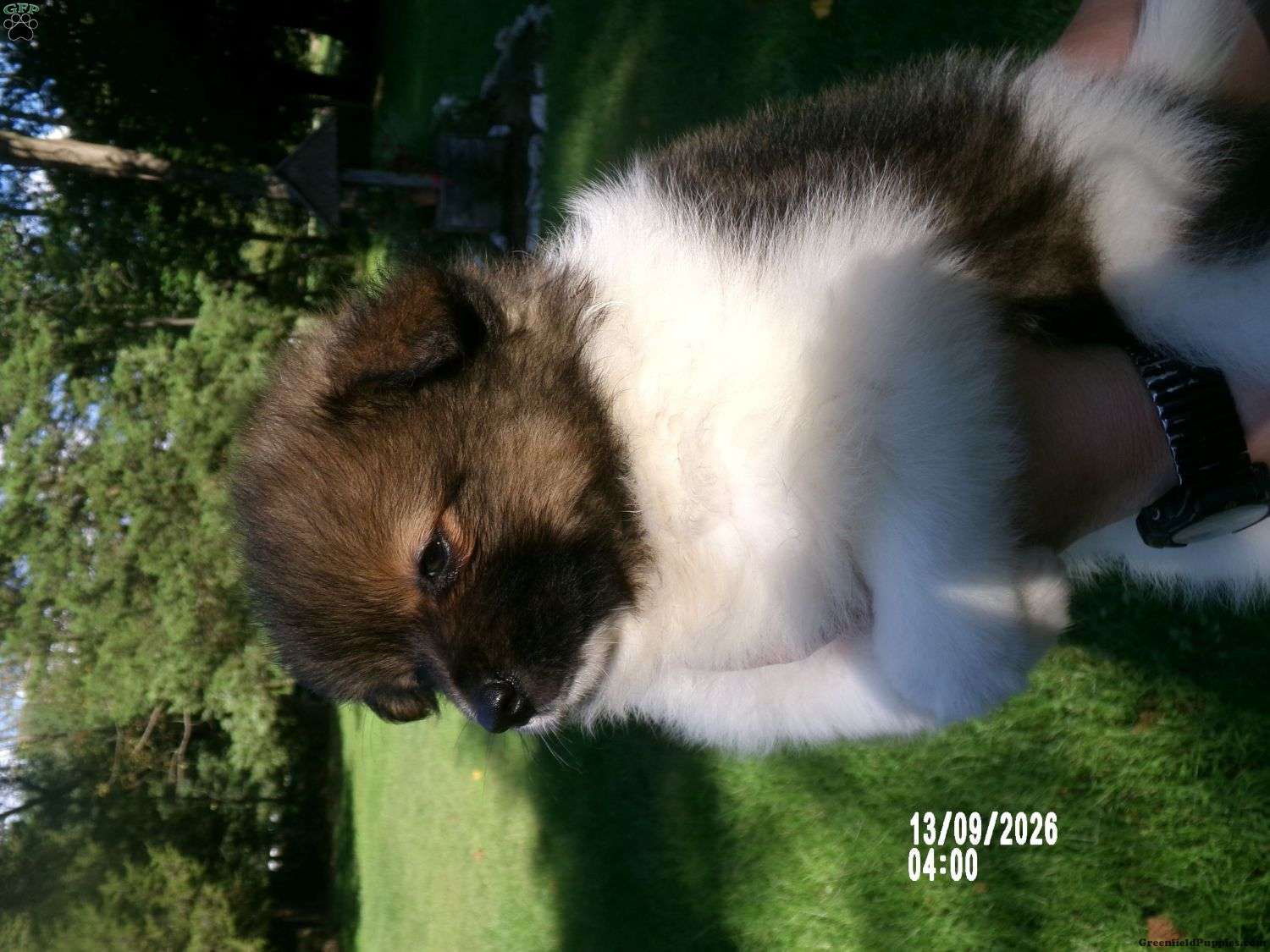 Prince (Pomeranian, Male) in Vineland, NJ