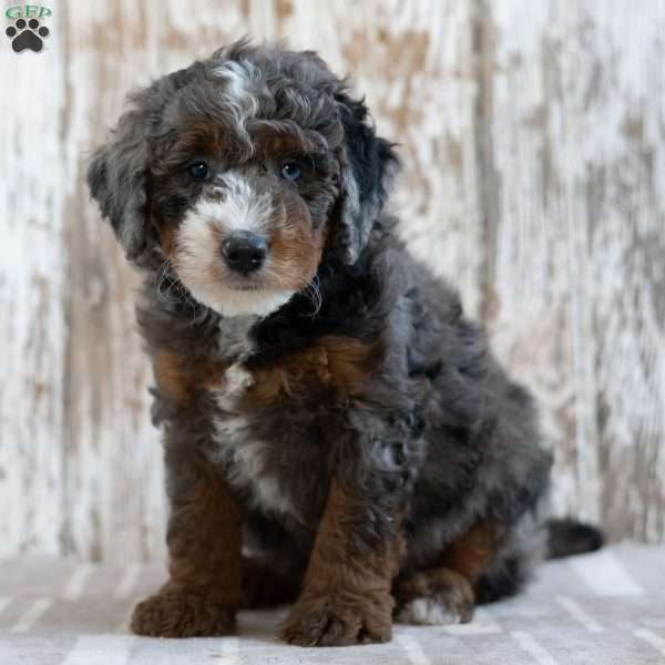 Prince, Mini Bernedoodle Puppy