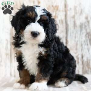 Pedro, Mini Bernedoodle Puppy
