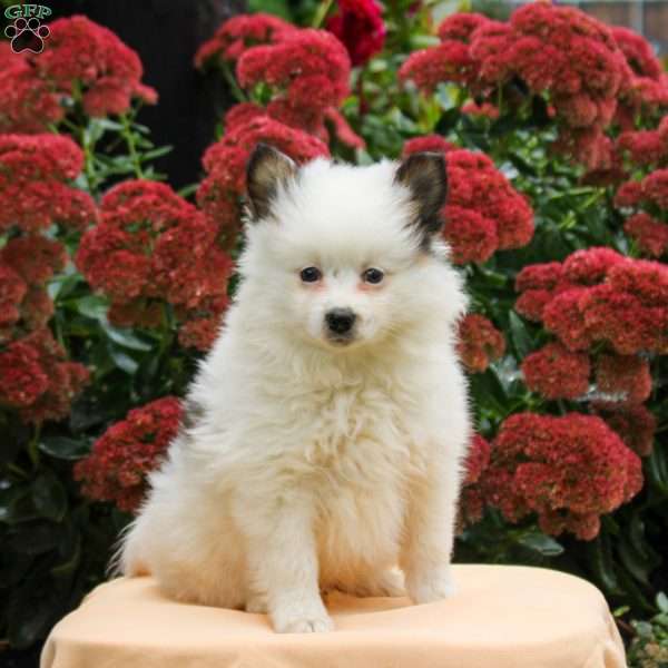 Prince, Pomeranian Puppy