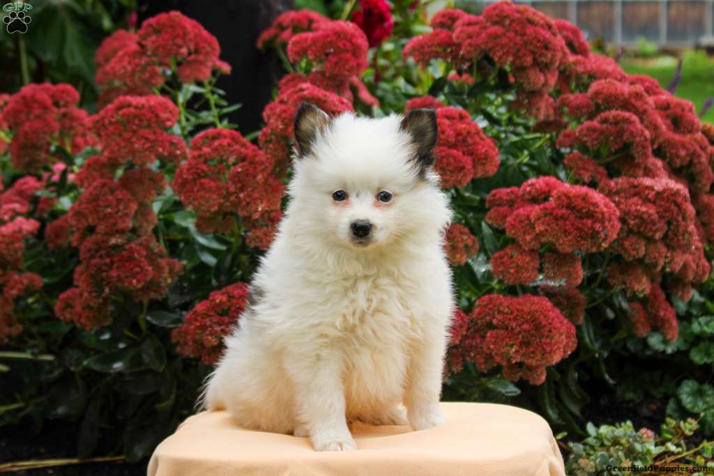 Prince (Pomeranian, Male) in Kinzers, PA