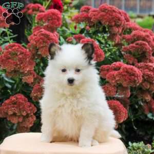 Prince, Pomeranian Puppy