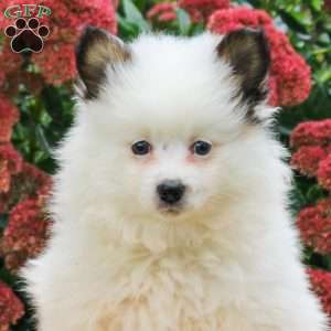 Prince, Pomeranian Puppy