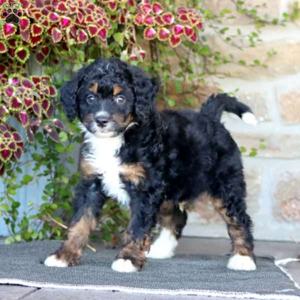Prince, Mini Bernedoodle Puppy