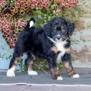 Prince, Mini Bernedoodle Puppy