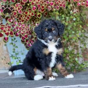 Prince, Mini Bernedoodle Puppy