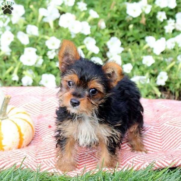 Princess, Yorkie Puppy
