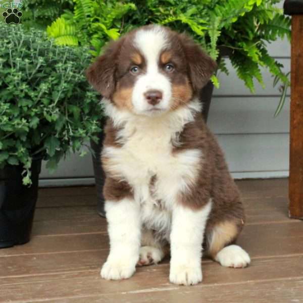Princess, Australian Shepherd Puppy