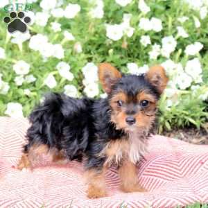 Princess, Yorkie Puppy