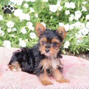 Princess, Yorkie Puppy