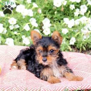Princess, Yorkie Puppy