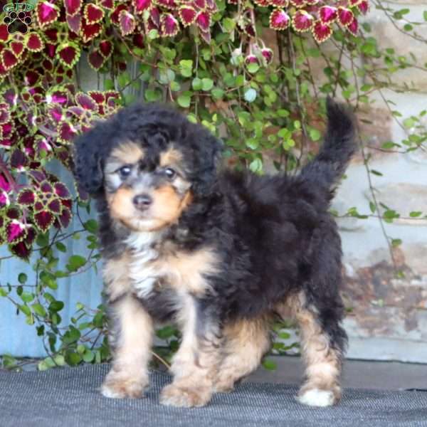 Puff, Mini Bernedoodle Puppy