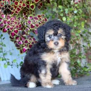 Puff, Mini Bernedoodle Puppy