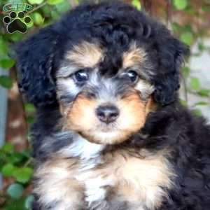 Puff, Mini Bernedoodle Puppy