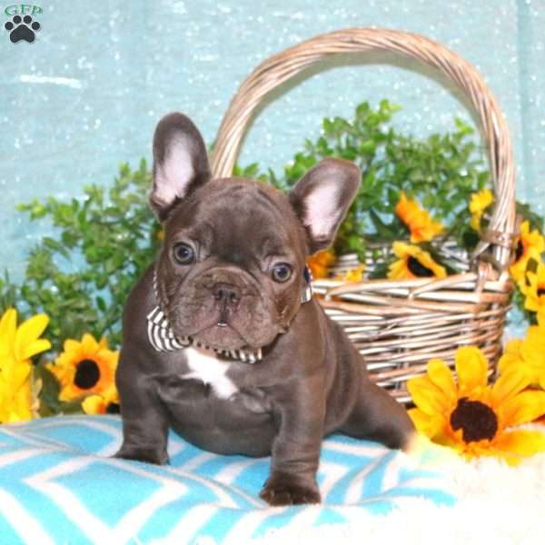 Pumpkin Charm, French Bulldog Puppy