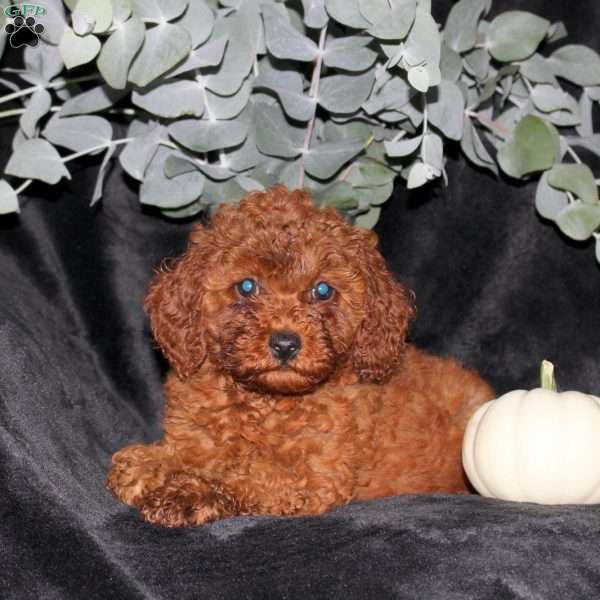 Pumpkin, Miniature Poodle Puppy