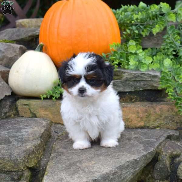 Pumpkin, Shih Tzu Mix Puppy