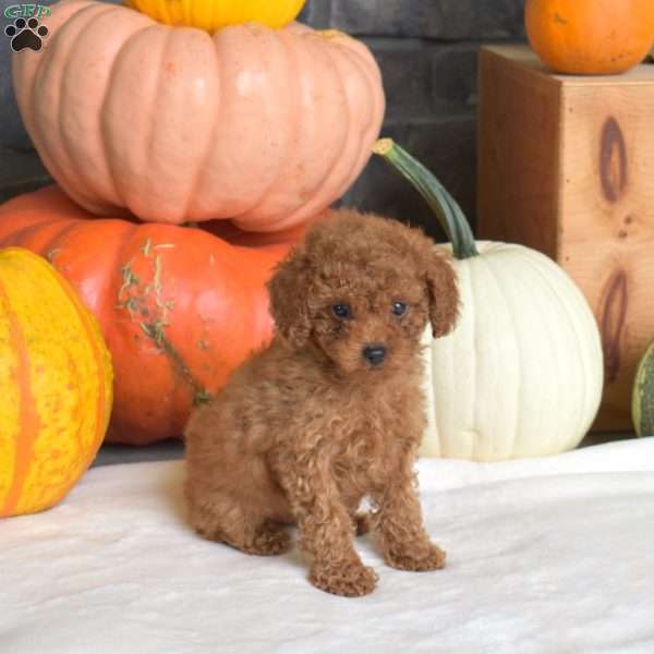 Pumpkin, Toy Poodle Puppy