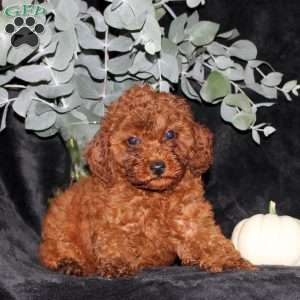 Pumpkin, Miniature Poodle Puppy