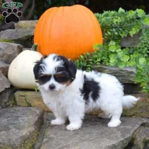 Pumpkin, Shih Tzu Mix Puppy