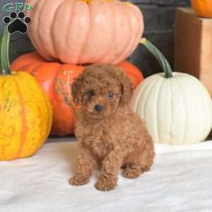 Pumpkin, Toy Poodle Puppy