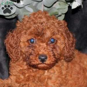 Pumpkin, Miniature Poodle Puppy