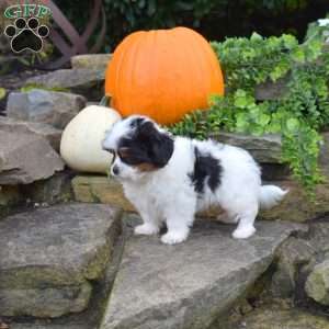 Pumpkin, Shih Tzu Mix Puppy