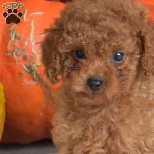 Pumpkin, Toy Poodle Puppy