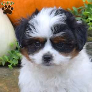 Pumpkin, Shih Tzu Mix Puppy
