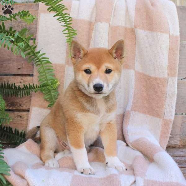 Pumpkin, Shiba Inu Puppy