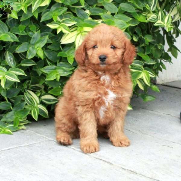 Pumpkin, Cavapoo Puppy