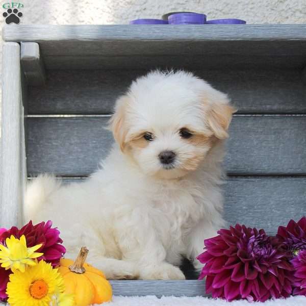 Pumpkin, Maltipoo Puppy