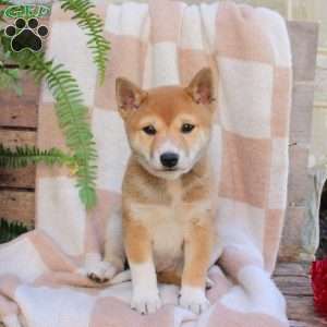 Pumpkin, Shiba Inu Puppy