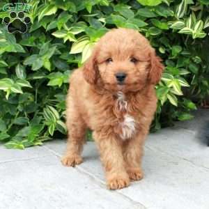 Pumpkin, Cavapoo Puppy