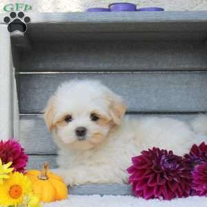 Pumpkin, Maltipoo Puppy