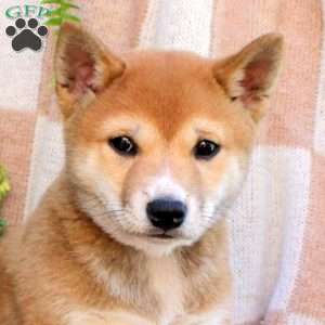 Pumpkin, Shiba Inu Puppy