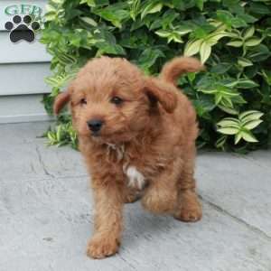 Pumpkin, Cavapoo Puppy