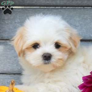 Pumpkin, Maltipoo Puppy