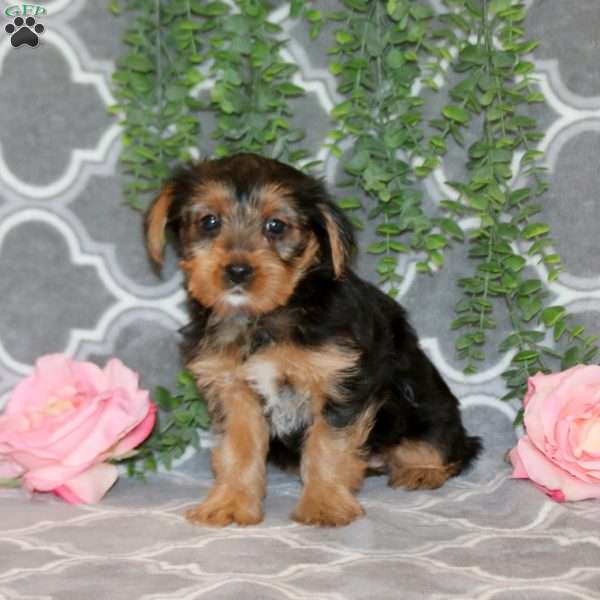 Pumpkin, Yorkie Puppy
