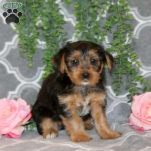 Pumpkin, Yorkie Puppy
