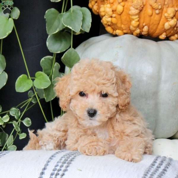 Quin, Bich-Poo Puppy