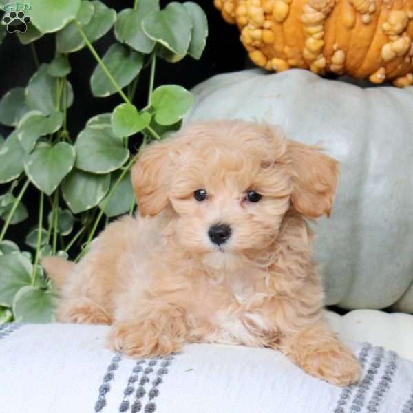 Quentin, Bich-Poo Puppy